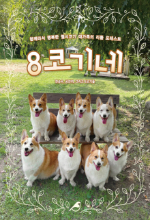 8코기네 : 함께라서 행복한 웰시코기 대가족의 리틀 포레스트